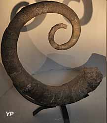 Musée Promenade - fossile