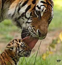 Parc des Félins - Tigres de Sibérie