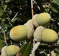 Arborétum des Pouyouleix - Quercus chrysolepis