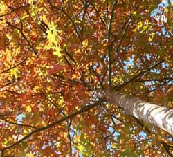 Arborétum des Pouyouleix