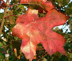 Arborétum des Pouyouleix