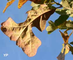 Arborétum des Pouyouleix