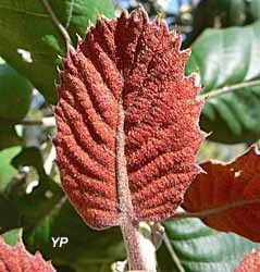Arborétum des Pouyouleix - urbanii