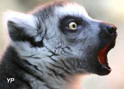 Parc zoologique de Montpellier - Maki Catta