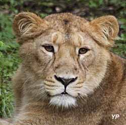 Parc zoologique de Montpellier - Lion d'Asie