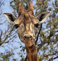 Parc zoologique de Montpellier - Girafe de Rothschild (doc. Parc du Lunaret)