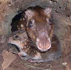 Parc zoologique de Montpellier - Agouti Paca