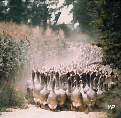 Musée du Foie Gras et des Traditions Populaires (doc. OT Samatan)