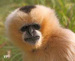 Zoo de Lyon - gibbon