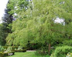 Arboretum Adeline - Ulmus parvifolia