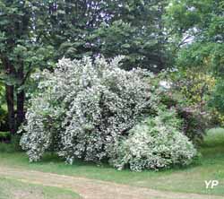 Arboretum Adeline - Massif Deutzia (Arboretum Adeline)