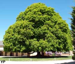 Haras National de Rodez