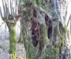 Arboretum d'Etrez - une charmille 