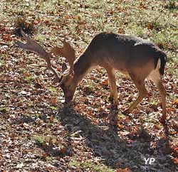 Pain de sucre, parc à daims