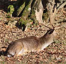 Pain de sucre, parc à daims