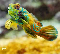 Musée Océanographique de Monaco