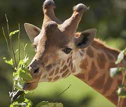 Girafe