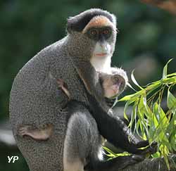 Cercopithèque de Brazza
