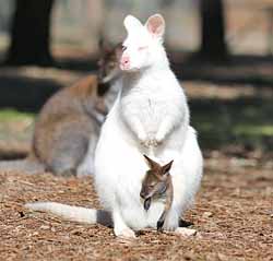 Wallaby blanc