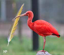 Ibis rouge