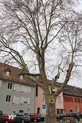 Arbre de la Liberté (1848)