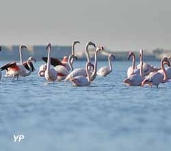 Visite de Palavas-les-Flots