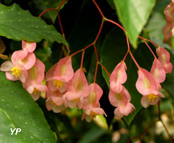 Conservatoire du Begonia