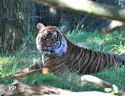Planète Sauvage - tigre de Malaisie