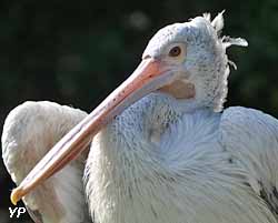 Planète Sauvage - pélican
