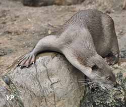 Planète Sauvage - loutre