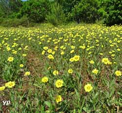 Parc Écologique Izadia - pelouse à hélianthème à gouttes en fleur