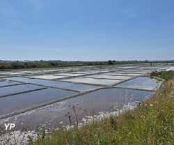 Visite de Batz-sur-Mer - marais salants