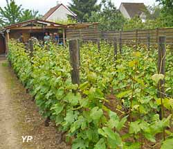 Vignoble de la commune libre de Saint-Martin (doc. Ville de Pontoise)