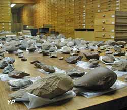 Musée de Paléontologie Humaine de Terra Amata