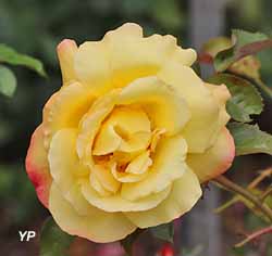 Rose Catherine Laborde