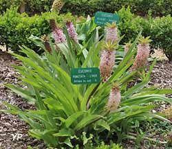 Eucomis