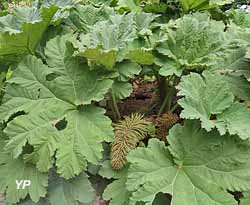 Gunnera