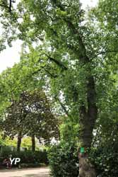 Tulipier de Virginie