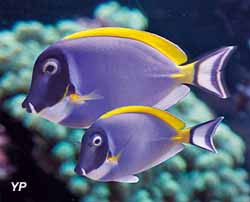 Chirurgien Acanthurus (doc. Aquarium La Rochelle)