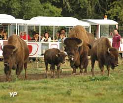 Bisons (doc. Réserve de Beaumarchais)