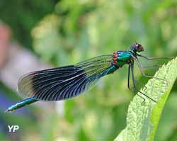 Calopteryx splendens (doc. Petite Camargue alsacienne)