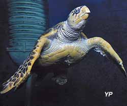 Grand Aquarium - Tortue