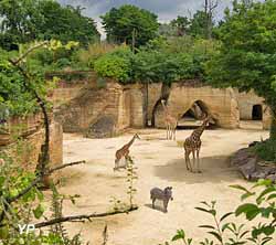 Camp des girafes