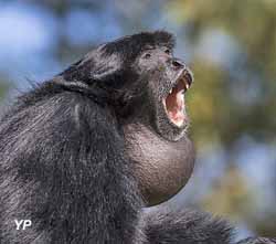Gibbon siamang