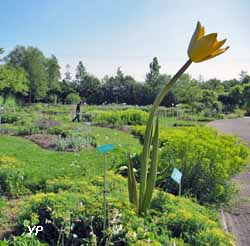 Jardin des Plantes Sauvages et Jardin des Plantes Médicinales