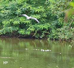 Héron survolant les douves