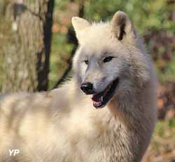Parc Argonne Découverte - loup d'Arctique