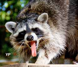 Parc Argonne Découverte - raton laveur