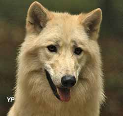 Parc Argonne Découverte - loup d'Arctique