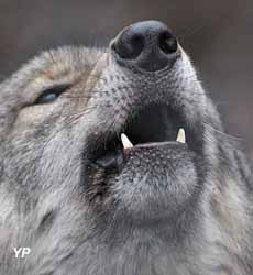 Les Loups de Chabrières